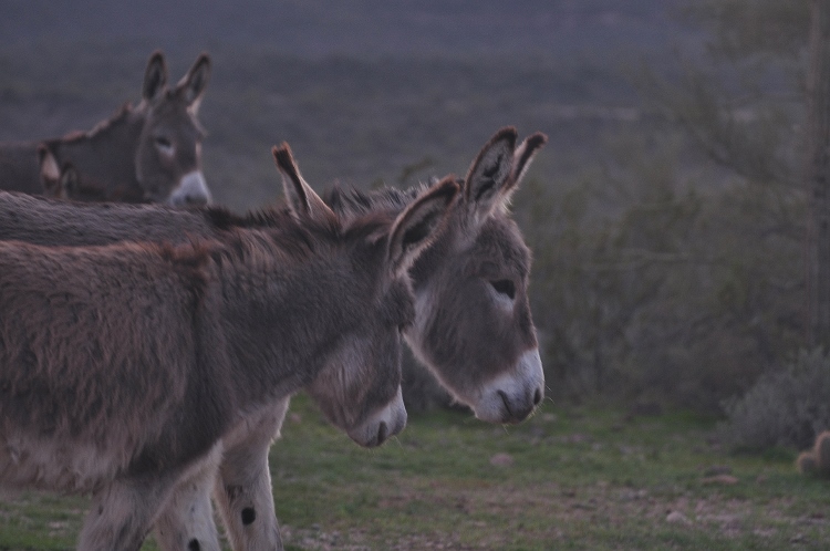 burros